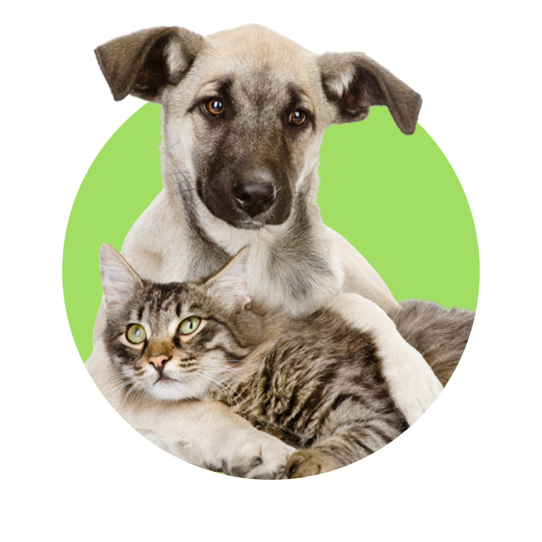 Pets e Acessórios - Melhor Mundo
