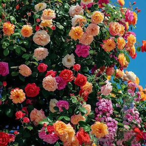 🔥 Promoção 🔥 Semente de Rosa Trepadeira 🌹