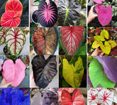 500 sements calladium sortidos mix especies com manual de cultivo