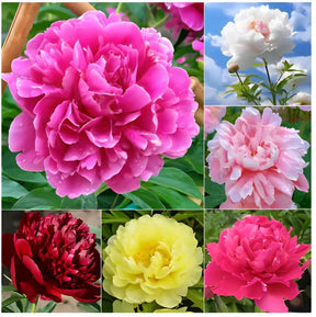 🔥 SEMENTES DE PEÔNIAS EM PROMOÇÃO: DEIXE SEU JARDIM UM ENCANTO! 🌺