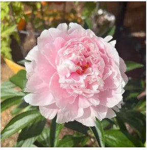 🔥 SEMENTES DE PEÔNIAS EM PROMOÇÃO: DEIXE SEU JARDIM UM ENCANTO! 🌺