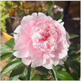 🔥 SEMENTES DE PEÔNIAS EM PROMOÇÃO: DEIXE SEU JARDIM UM ENCANTO! 🌺