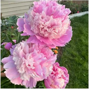 🔥 SEMENTES DE PEÔNIAS EM PROMOÇÃO: DEIXE SEU JARDIM UM ENCANTO! 🌺
