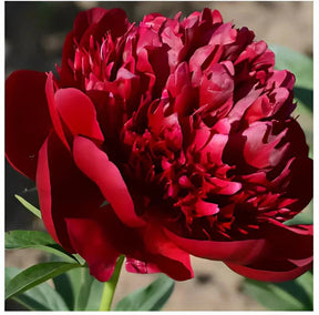 🔥 SEMENTES DE PEÔNIAS EM PROMOÇÃO: DEIXE SEU JARDIM UM ENCANTO! 🌺