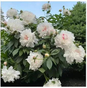 🔥 SEMENTES DE PEÔNIAS EM PROMOÇÃO: DEIXE SEU JARDIM UM ENCANTO! 🌺