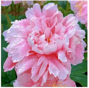 🔥 SEMENTES DE PEÔNIAS EM PROMOÇÃO: DEIXE SEU JARDIM UM ENCANTO! 🌺