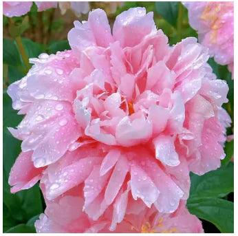 🔥 SEMENTES DE PEÔNIAS EM PROMOÇÃO: DEIXE SEU JARDIM UM ENCANTO! 🌺