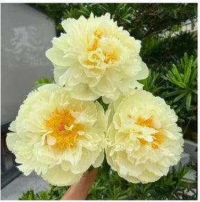 🔥 SEMENTES DE PEÔNIAS EM PROMOÇÃO: DEIXE SEU JARDIM UM ENCANTO! 🌺