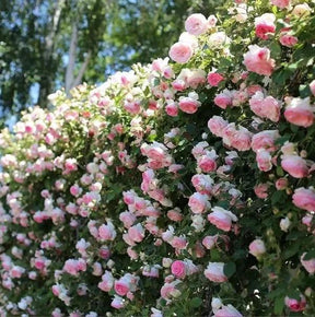 🔥 Promoção 🔥 Semente de Rosa Trepadeira 🌹