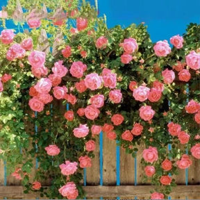 🔥 Promoção 🔥 Semente de Rosa Trepadeira 🌹