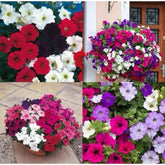 300 Sementes De Petúnias Híbrid + Manual de Plantio