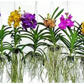 300 sementes seleionadas de orquídea vanda