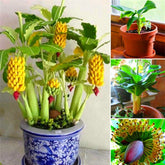 100 Sementes De Mini Bananeira Comestível Bonsai Menor