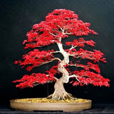 40 Sementes Bonsai Acer Palmatum Vermelho Árvore P/ Mudas
