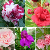 Beijo De Frade Dobrado Impatiens Flor De Camelia 400 Sementes