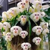 500 sementes de orquídea cara de macaco
